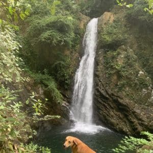 Dogs at Waterfalls at World's Top Ranked Study Abroad and International Internship Program