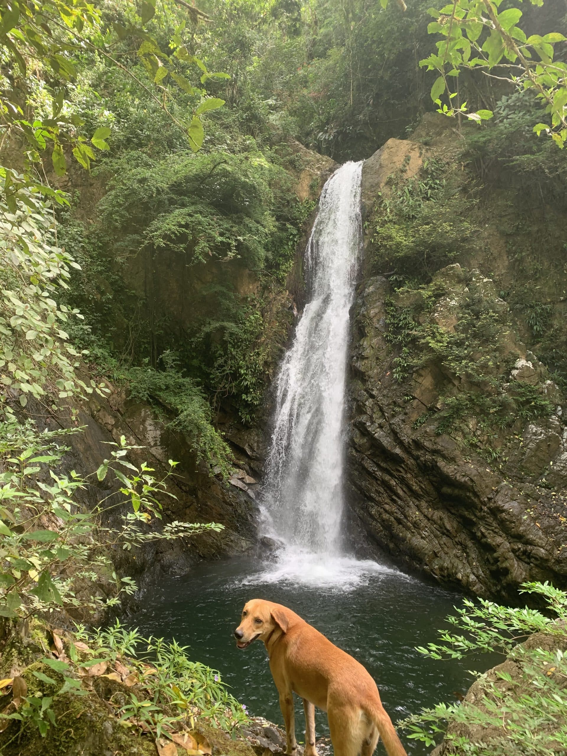 Dogs at Waterfalls at World's Top Ranked Study Abroad and International Internship Program