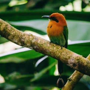 Birds at World's Top Ranked Study Abroad and International Internship Program