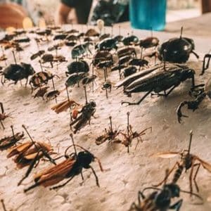 Entomology at World's Top Ranked Study Abroad and International Internship Program