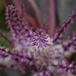 Flowers at World's Top Ranked Study Abroad and International Internship Program