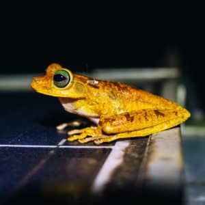 Frogs at World's Top Ranked Study Abroad and International Internship Program