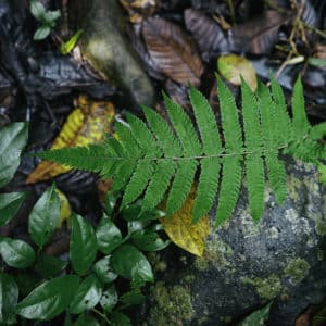 Nature at World's Top Ranked Study Abroad and International Internship Program
