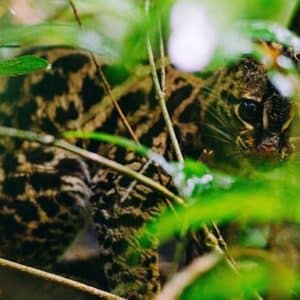 Wild Cats at World's Top Ranked Study Abroad and International Internship Program