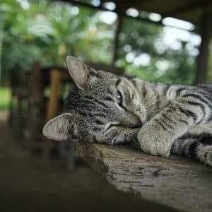 Cats We Love at World's Top Ranked Study Abroad and International Internship Program