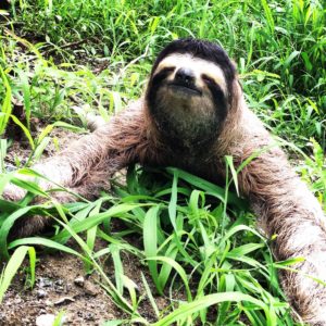 Sloth at at World's Top Ranked Study Abroad and International Internship Program